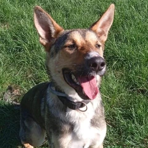 Viko, male 4yo mixed breed for adoption at Pomázi Menhely