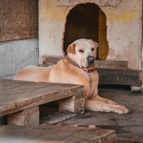 Zafír, female senior Shar Pei for adoption at Pomázi Menhely