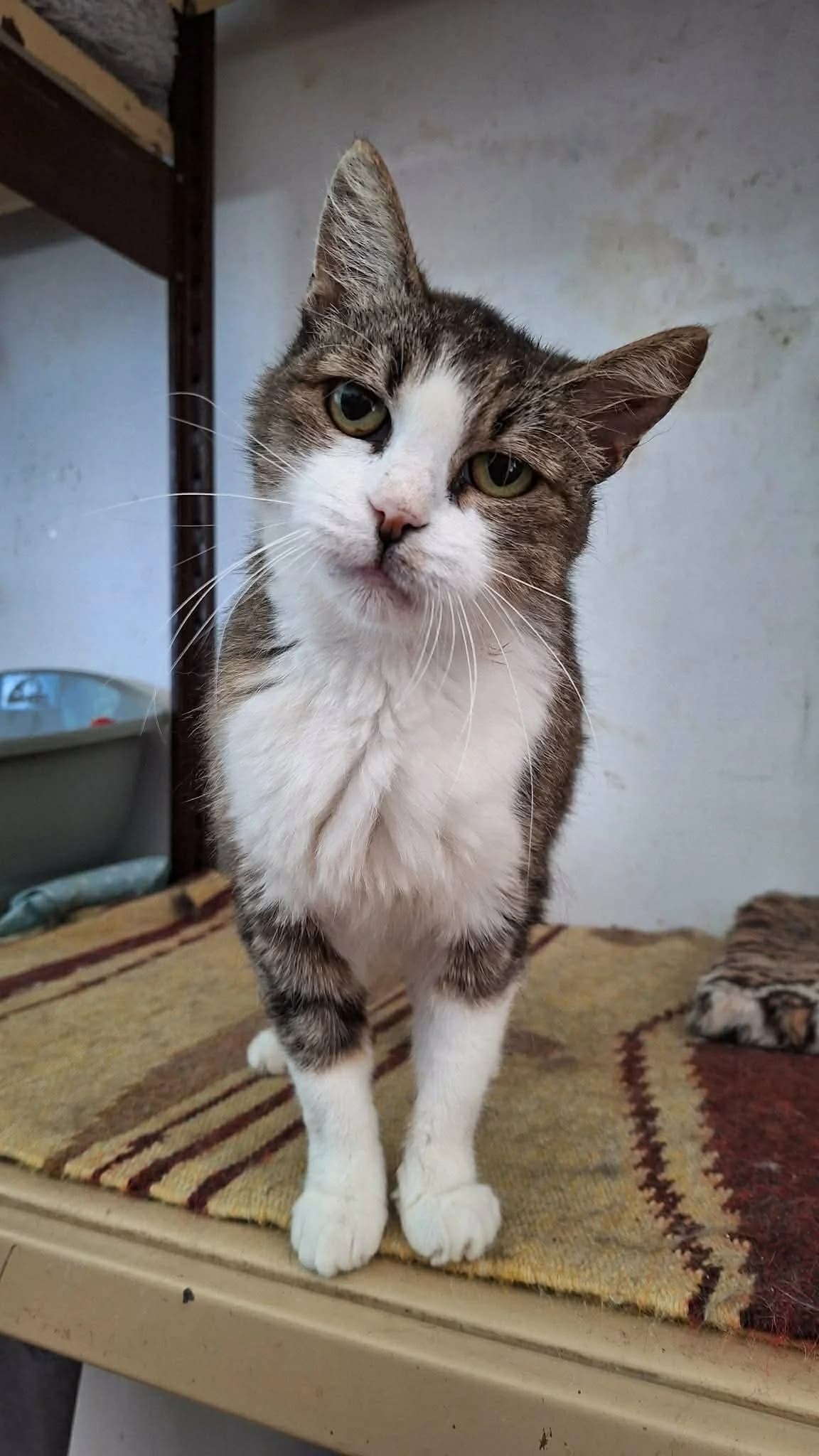 Alíz, female 4yo mixed breed for adoption at Rex Komárom