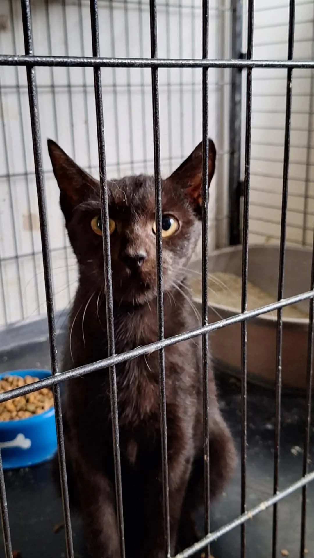 Fátyol, female 6yo mixed breed for adoption at Rex Komárom
