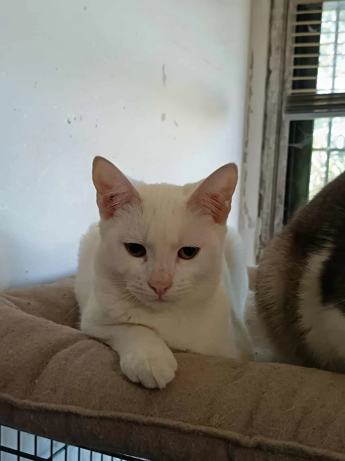 Hófehér család, female 7yo mixed breed for adoption at Rex Komárom