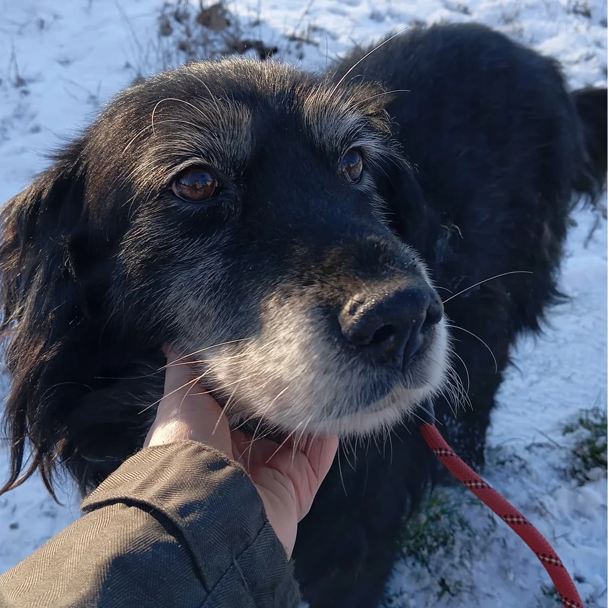 Artúr,  senior Mixed Breed for adoption at Spániel Mentés Magyarország
