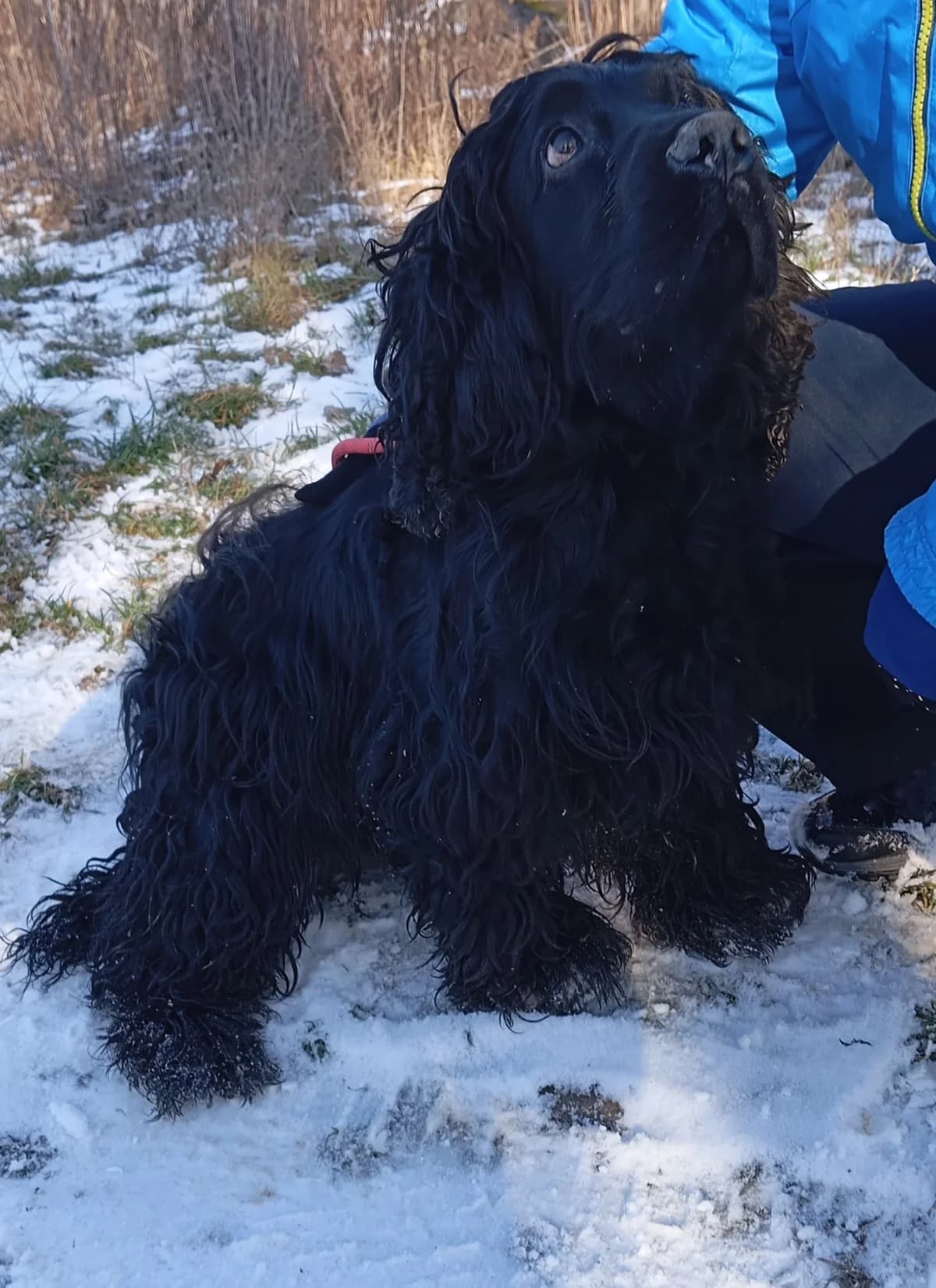 BlackTwo, male young Mixed Breed for adoption at Spániel Mentés Magyarország
