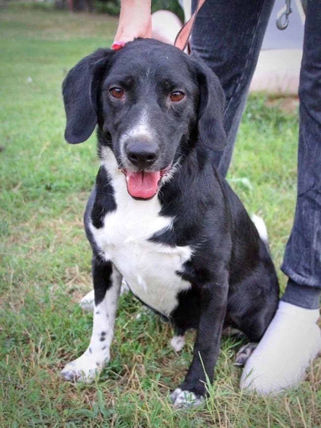 Csipike,  senior Mixed Breed for adoption at Spániel Mentés Magyarország