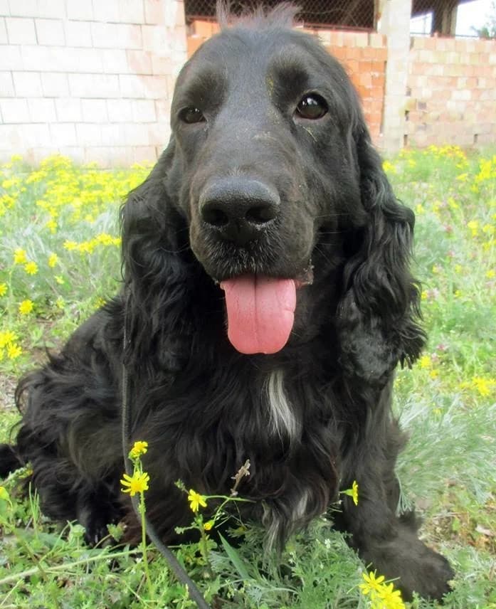 Dexter, male senior Mixed Breed for adoption at Spániel Mentés Magyarország