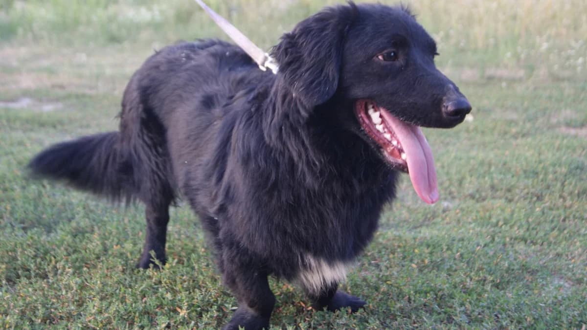 Dezső, male senior Mixed Breed for adoption at Spániel Mentés Magyarország