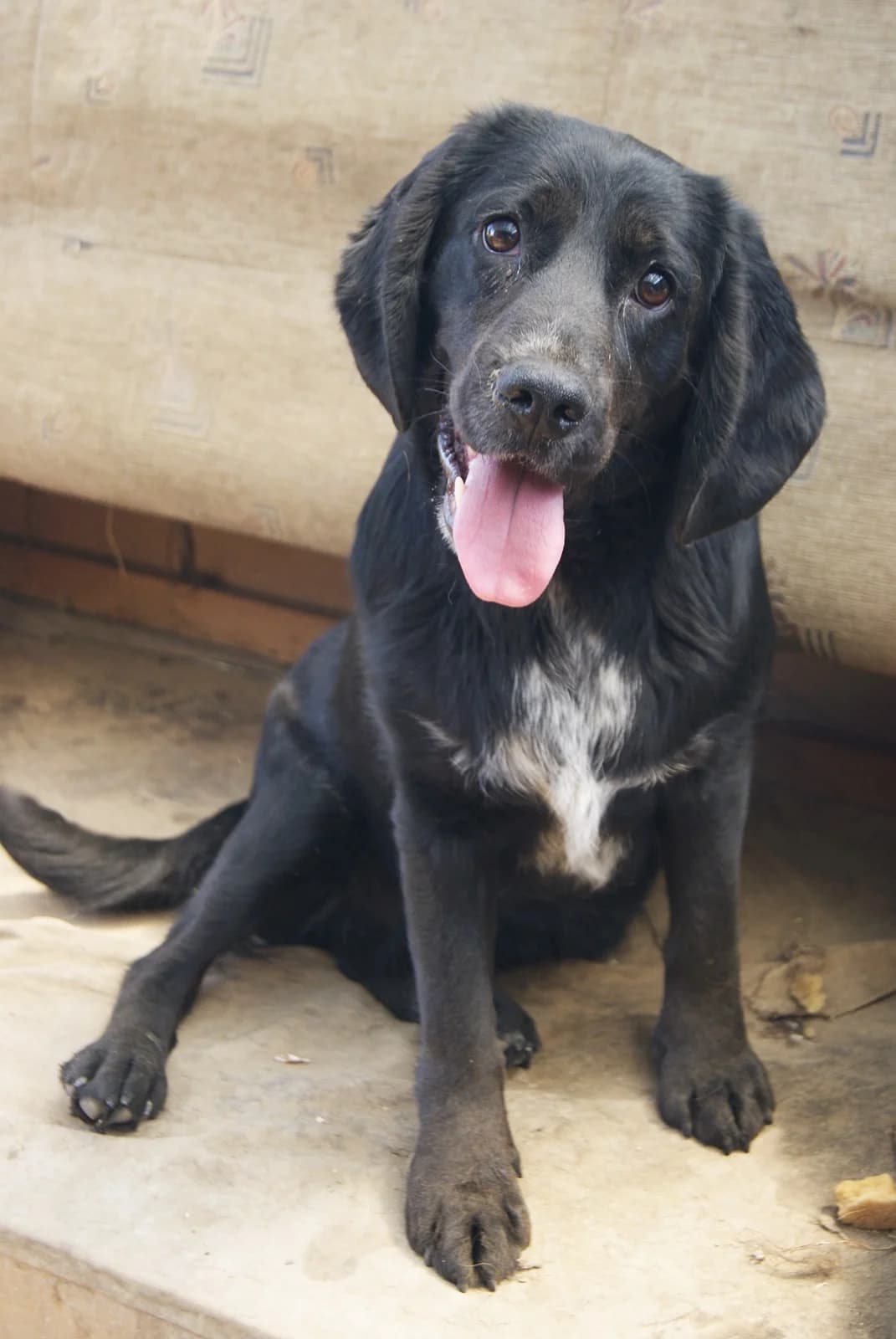 Jácint, male senior Mixed Breed for adoption at Spániel Mentés Magyarország