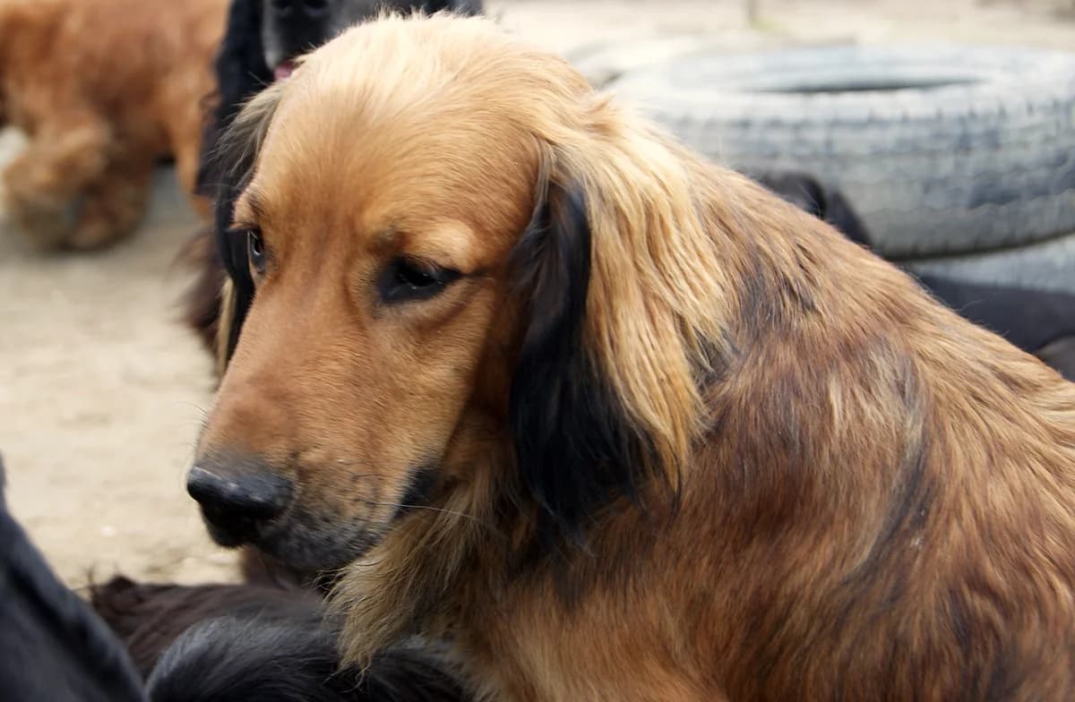 Pancho,  senior Mixed Breed for adoption at Spániel Mentés Magyarország