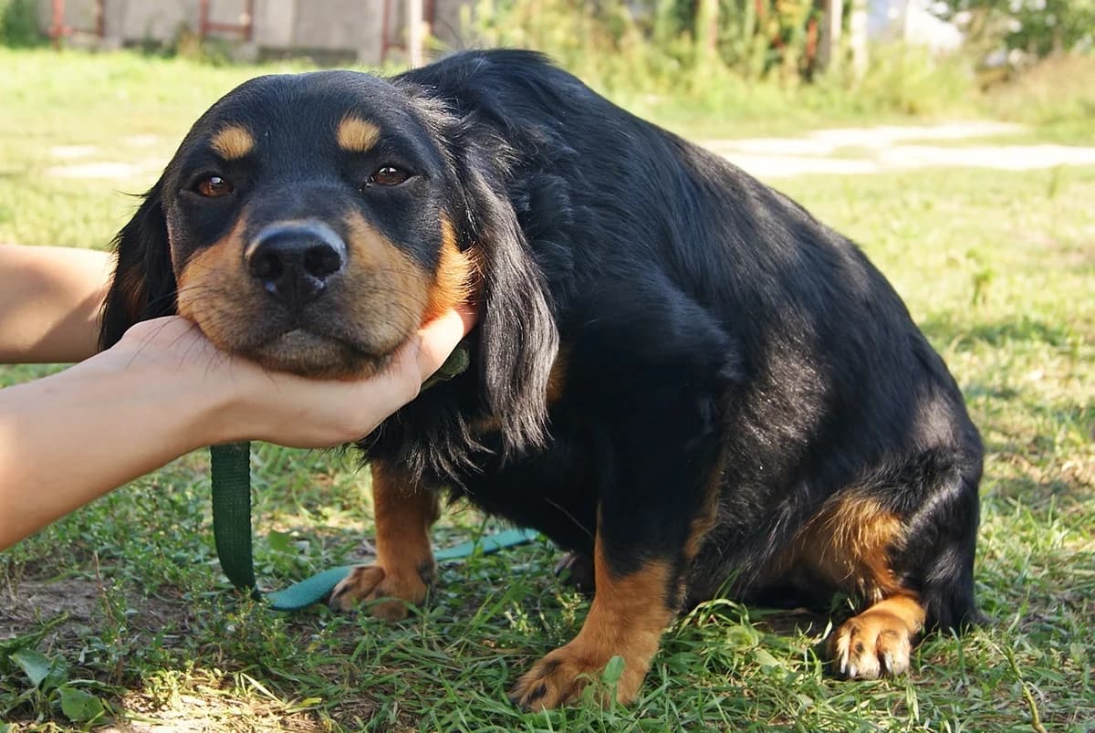 Soma, male senior Mixed Breed for adoption at Spániel Mentés Magyarország