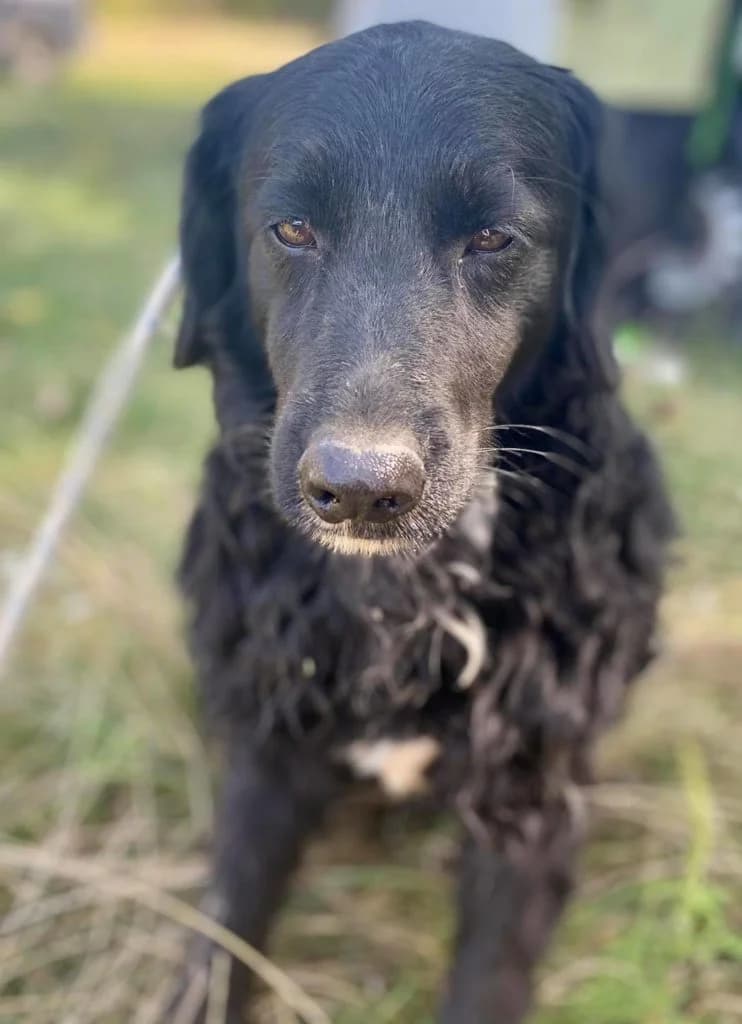 Tantusz, male Mixed Breed for adoption at Spániel Mentés Magyarország