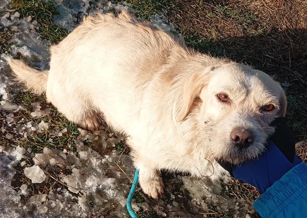Teca, female 6yo Mixed Breed for adoption at Spániel Mentés Magyarország