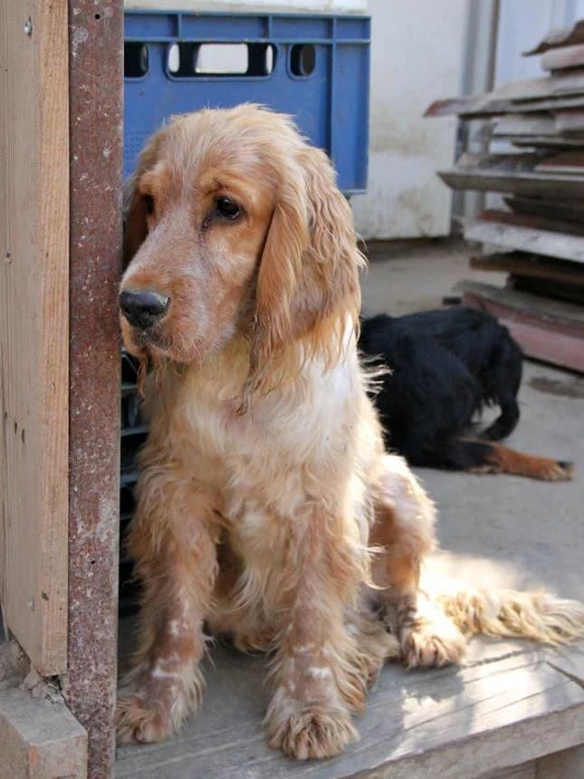 Teddy,  senior Mixed Breed for adoption at Spániel Mentés Magyarország