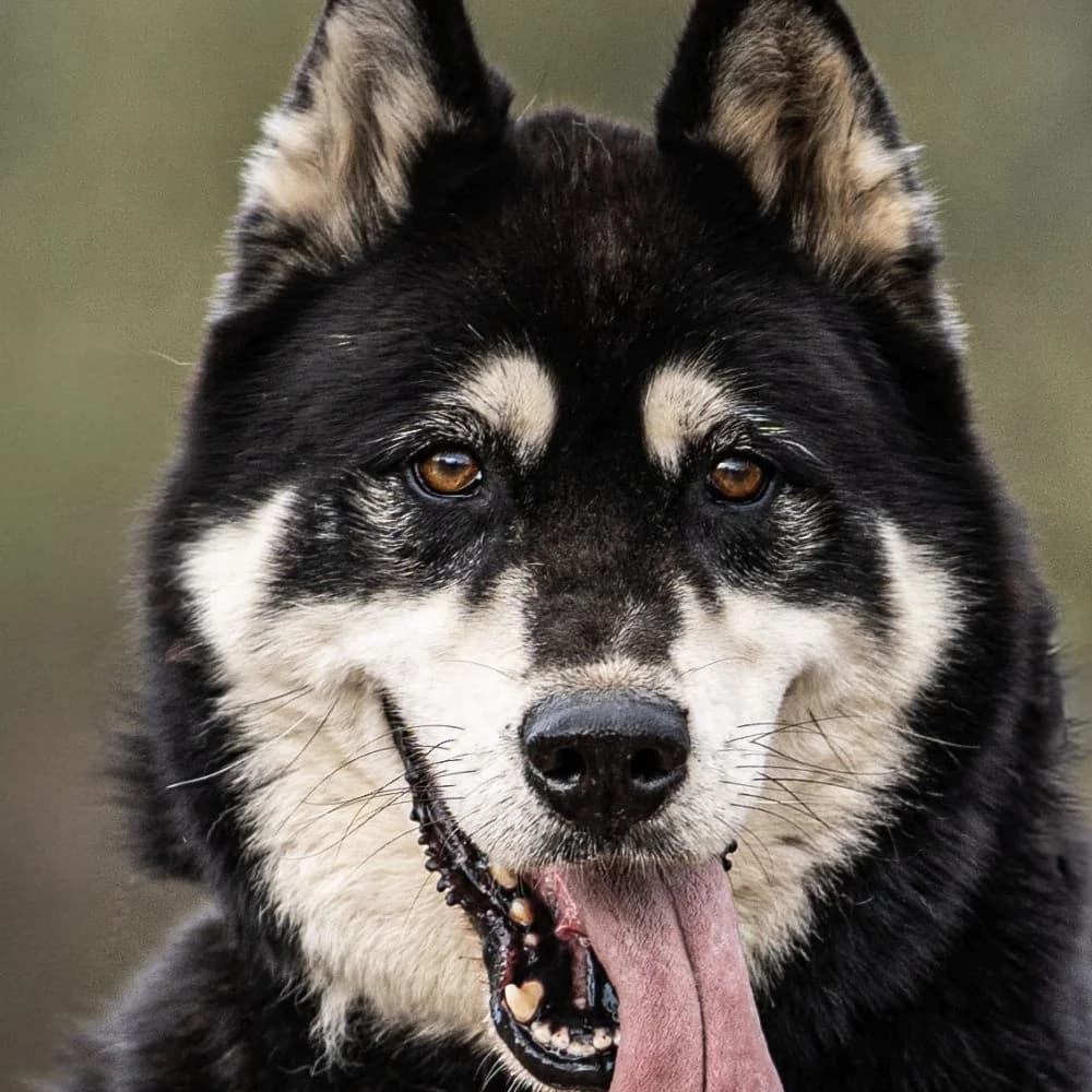 Szikra, male mixed breed for adoption at description