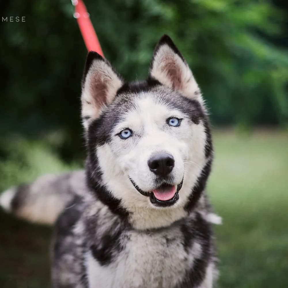 Baltazár, male senior Husky for adoption at description