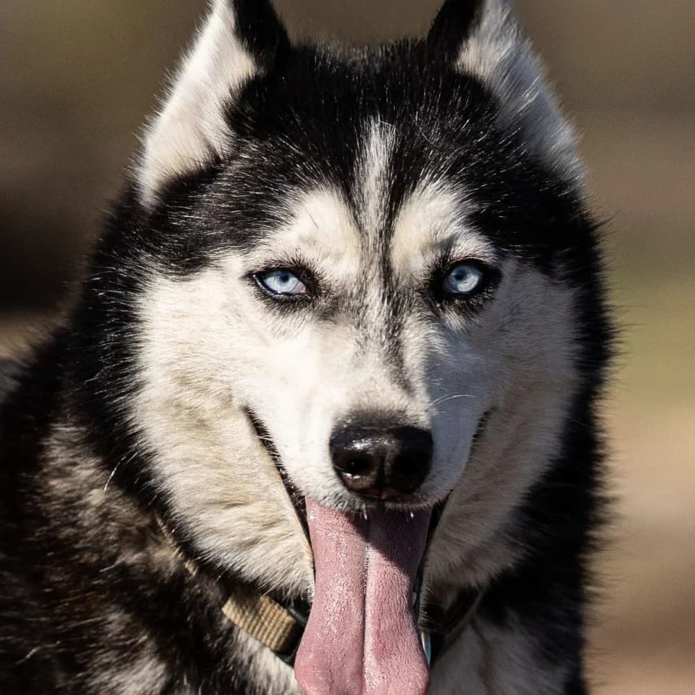 Karcagi Max, male senior Husky for adoption at description