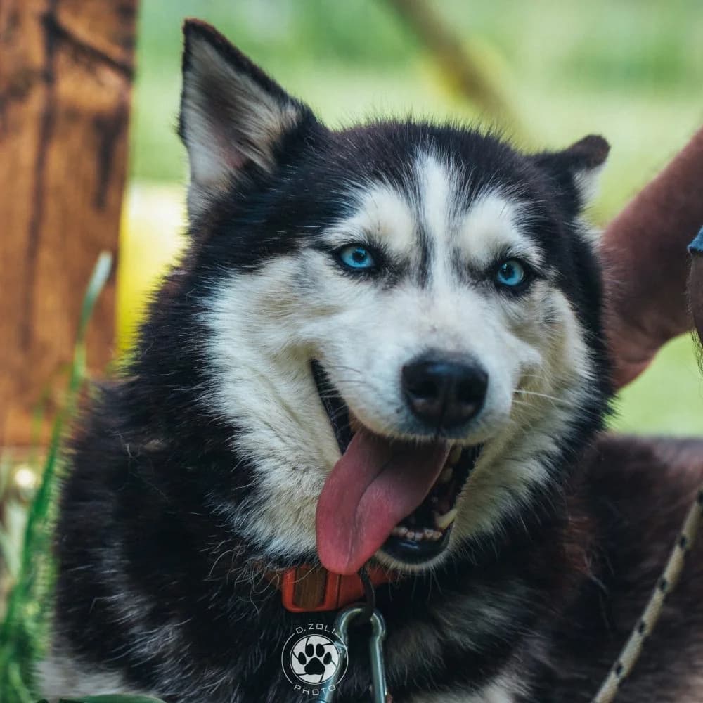 Karcagi Maya, female senior Husky for adoption at description