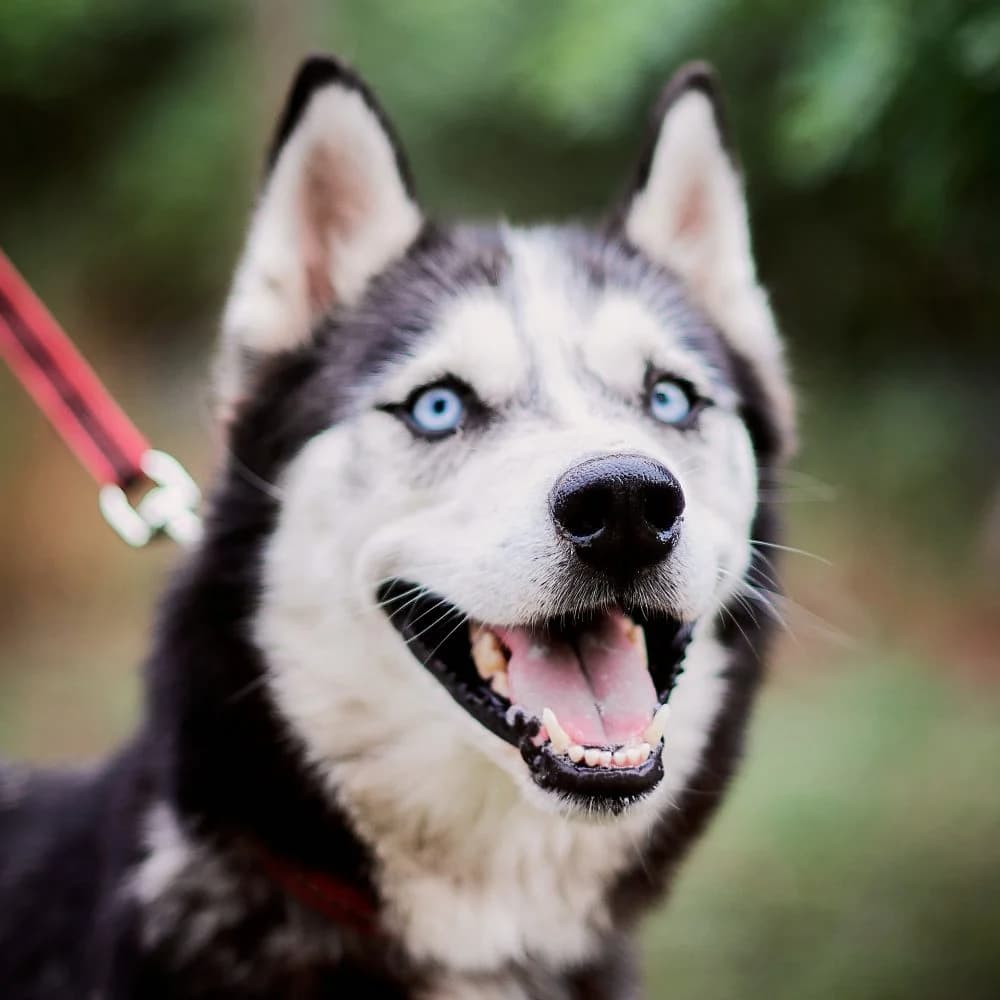 Dexter, male Husky for adoption at description