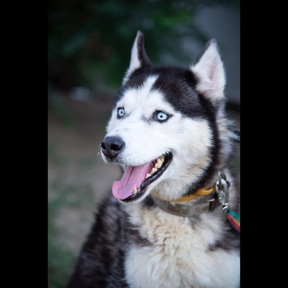 Zeusz, male Husky for adoption at description
