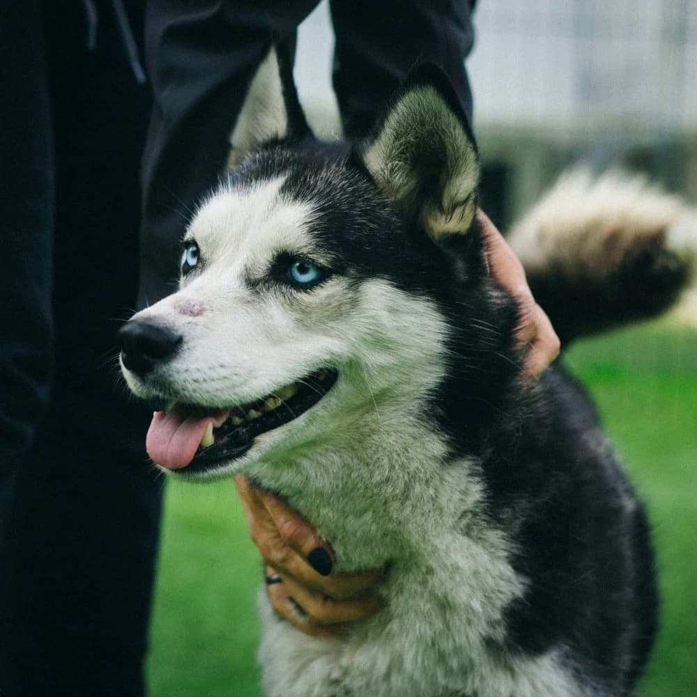 Kristály, female Husky for adoption at description
