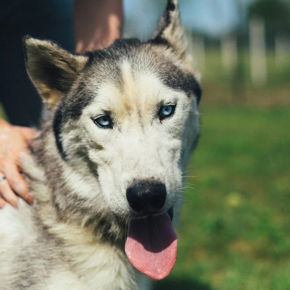 Herceg, male Husky for adoption at description