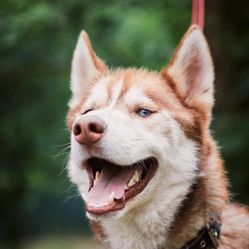 Maxi, male 6yo Husky for adoption at description