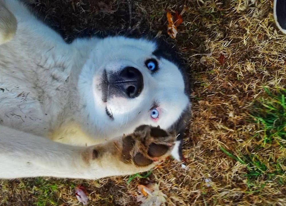 Jade és Jack-közvetített, female Husky for adoption at description