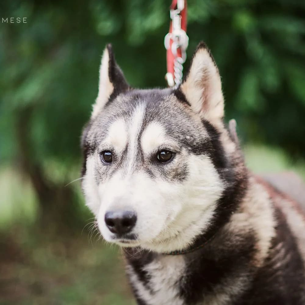 Pöttyöske, female Husky for adoption at description