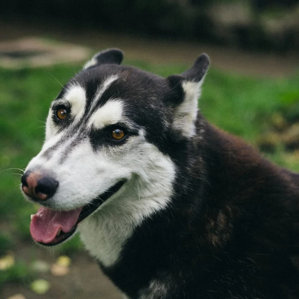 Forest, male Husky for adoption at description