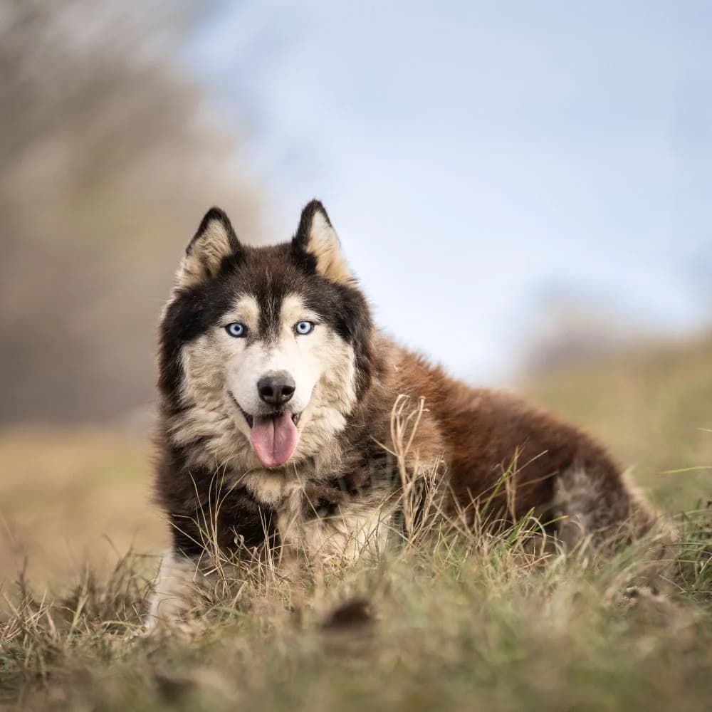 Hektor, male mixed breed for adoption at description