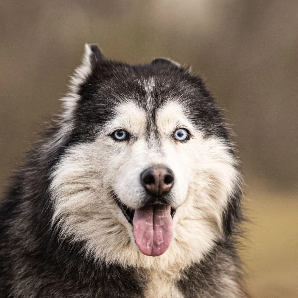 Ametiszt, female Husky for adoption at description