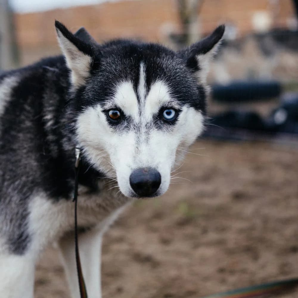Moha, male Husky for adoption at description