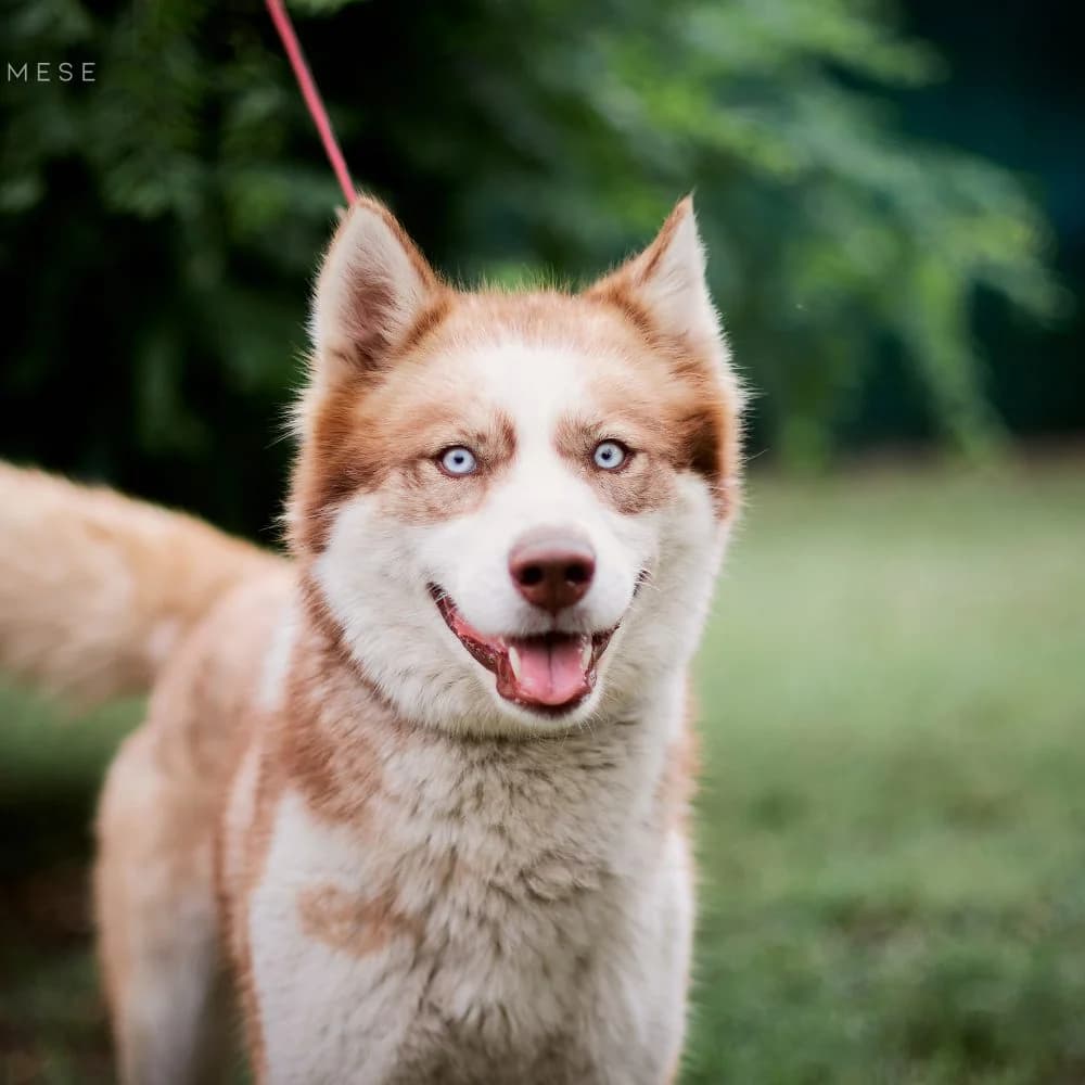 Mogyoró, female Husky for adoption at description