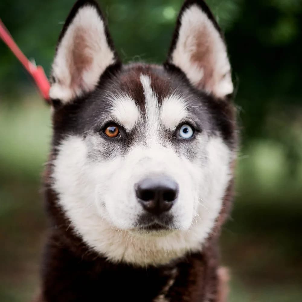 Darcy, male Husky for adoption at description