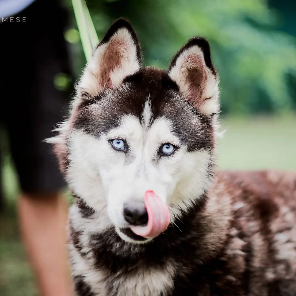 Bridget, female Husky for adoption at description