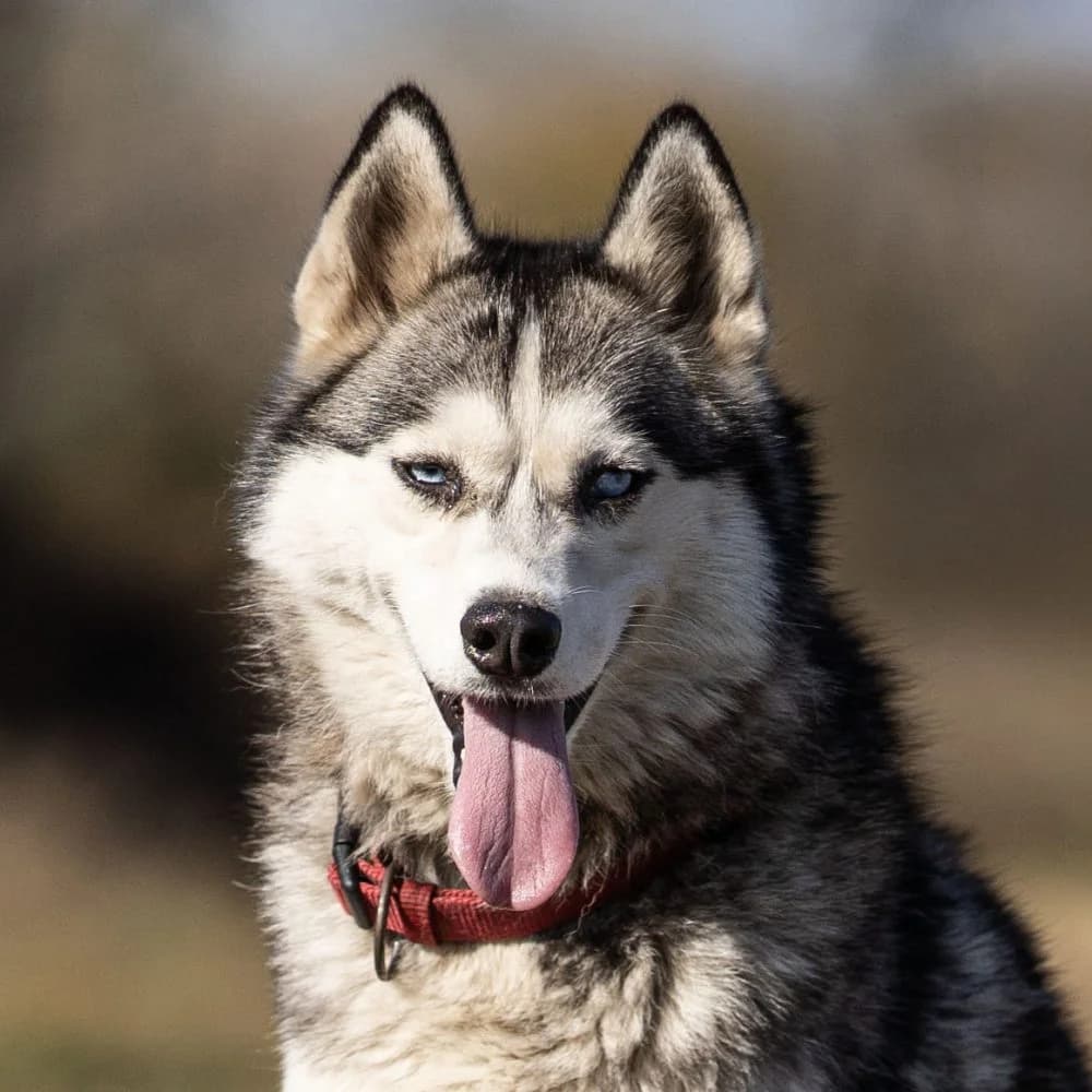 Bonsai, female Husky for adoption at description