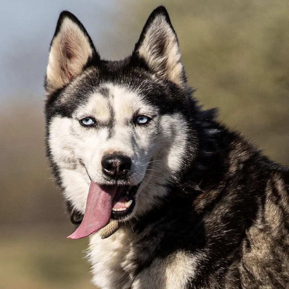 Charlotte, female Husky for adoption at description