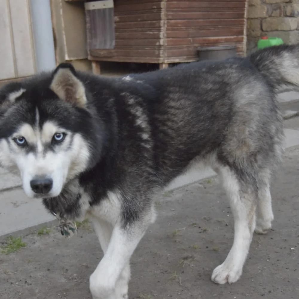 Brownie, male Husky for adoption at description