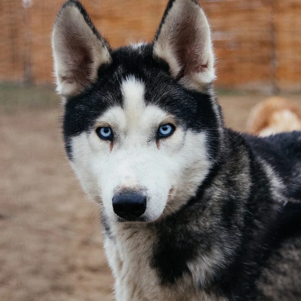 Bende, male Husky for adoption at description