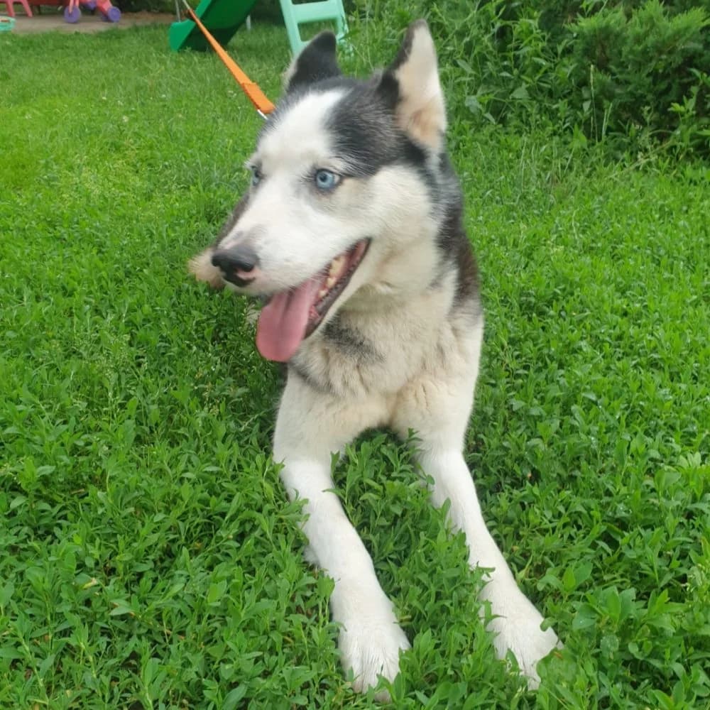 Kleo-közvetített, female Husky for adoption at description