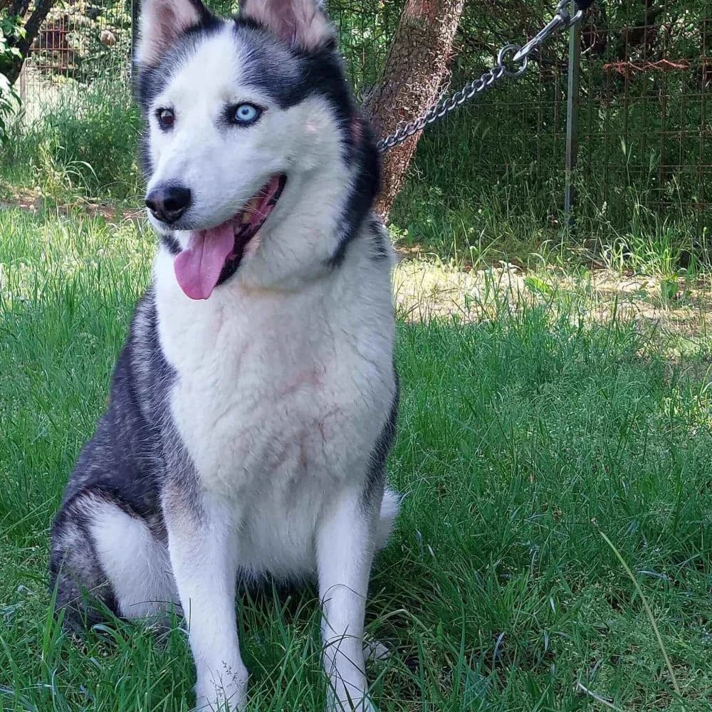 Mása-közvetített, female senior Husky for adoption at description