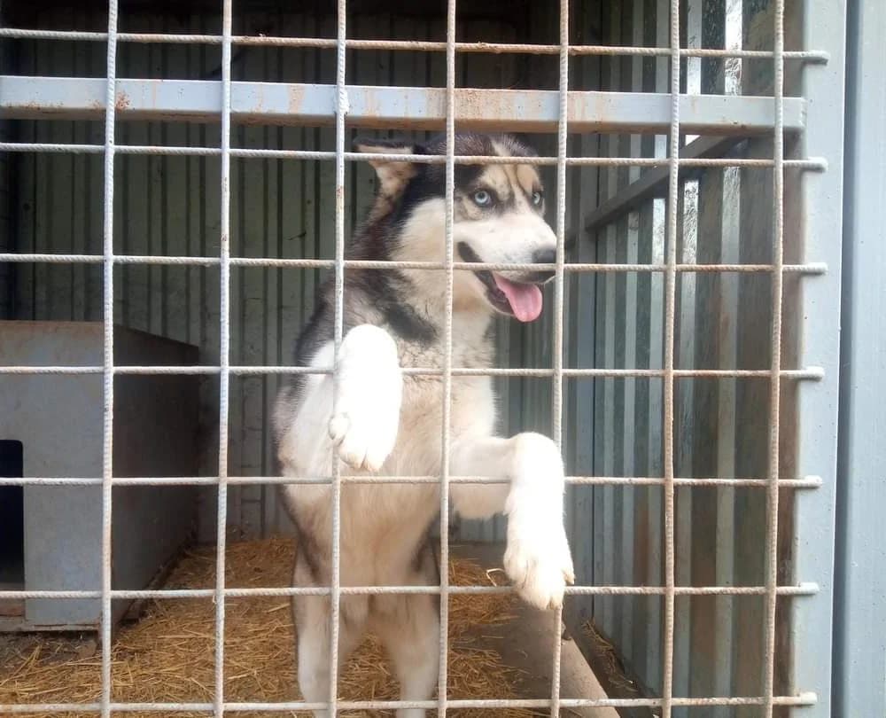 Nina-közvetített, female 6yo Husky for adoption at description
