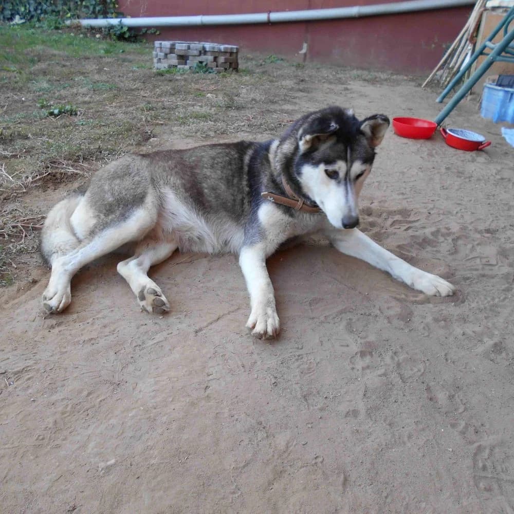 Cili-közvetített, female 6yo Husky for adoption at description