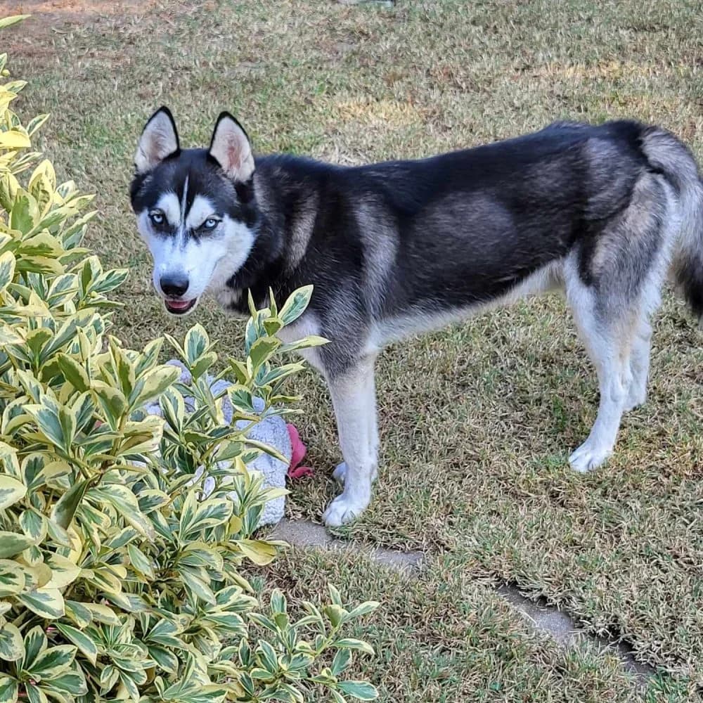 Loki-közvetített, male 3yo Husky for adoption at description