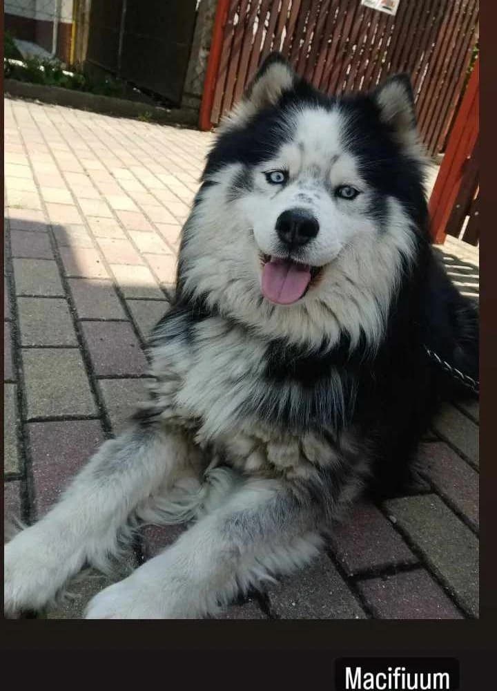 Démon -közvetített, male 6yo Husky for adoption at description