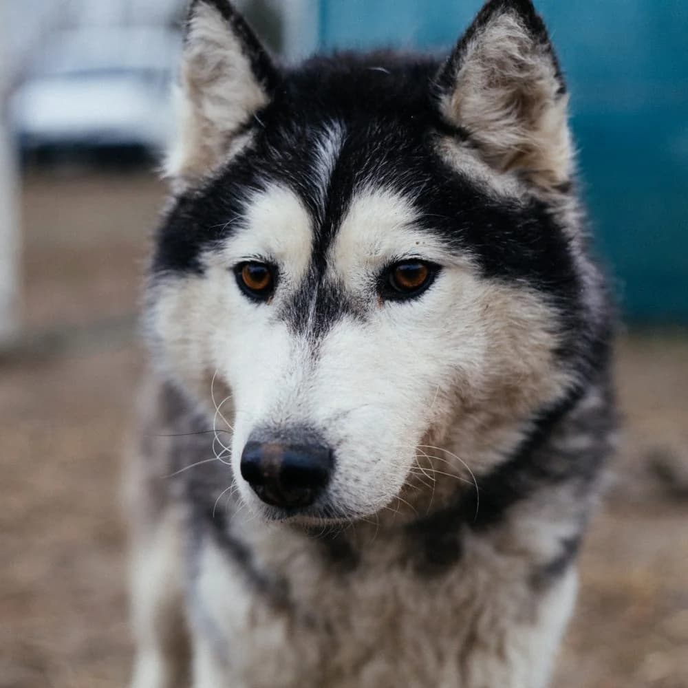 Lizy, female 4yo Husky for adoption at description