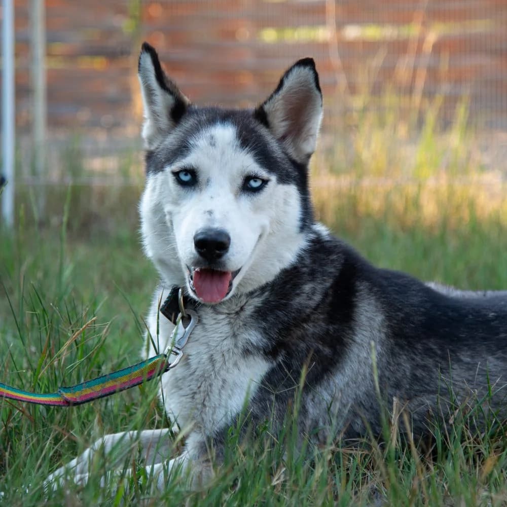 Csillag, female 3yo Husky for adoption at description