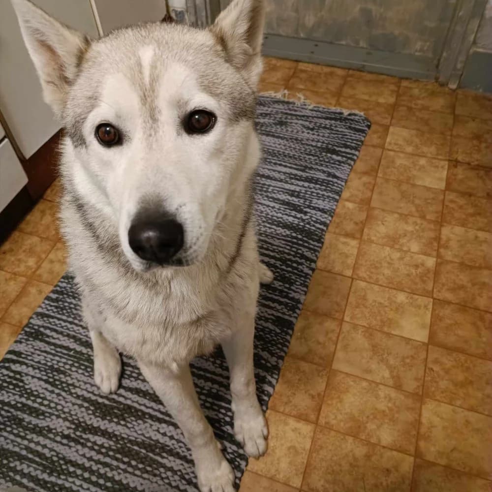 Max-közvetített, Husky (description)