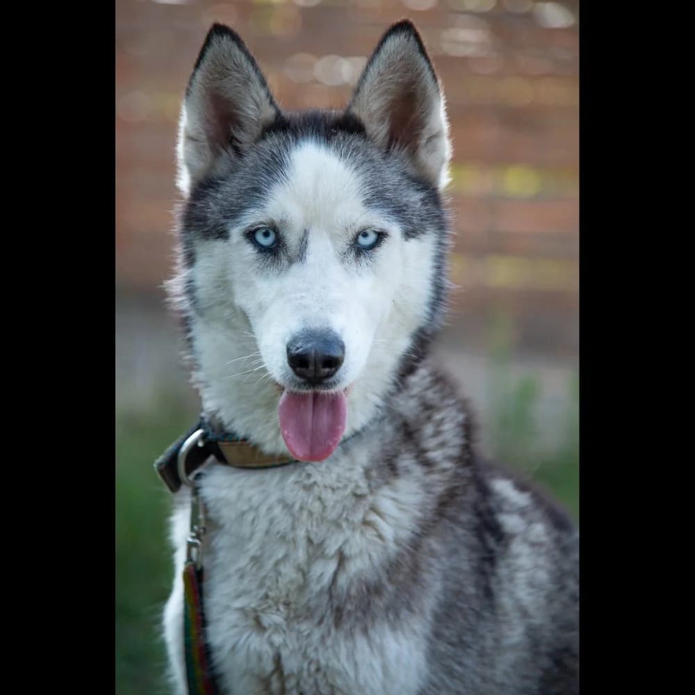 Sàba, Husky (description)