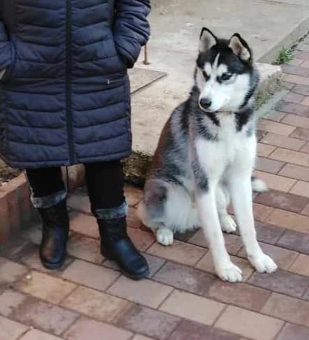 Mex-közvetített, Husky (description)