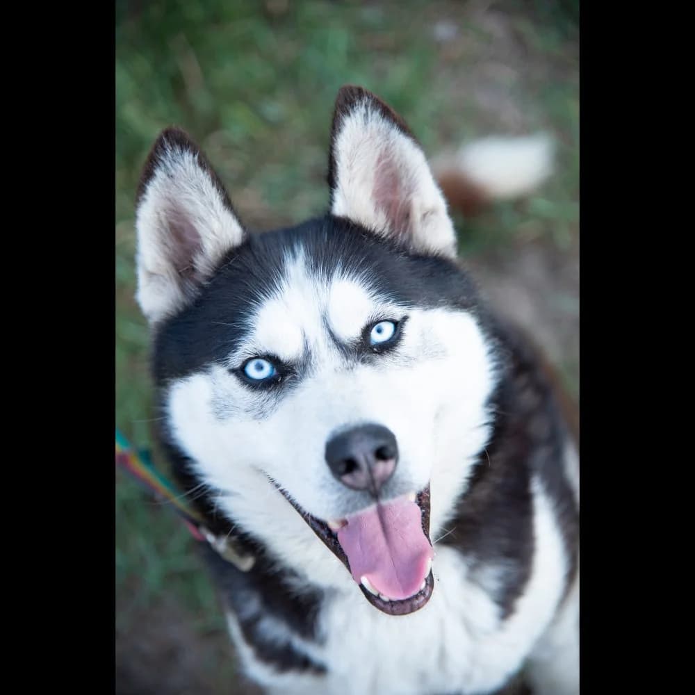 Mex, Husky (description)